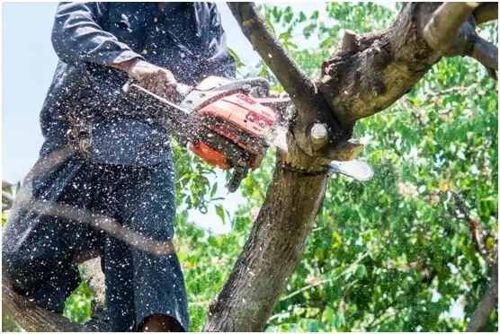 tree services Fort Hood